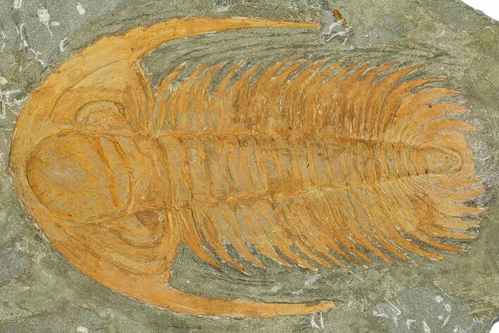 Acadoparadoxides Trilobite - Tinjdad, Morocco #362774